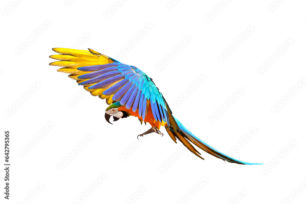 Fototapeta premium Colorful flying parrot isolated on transparent background png file