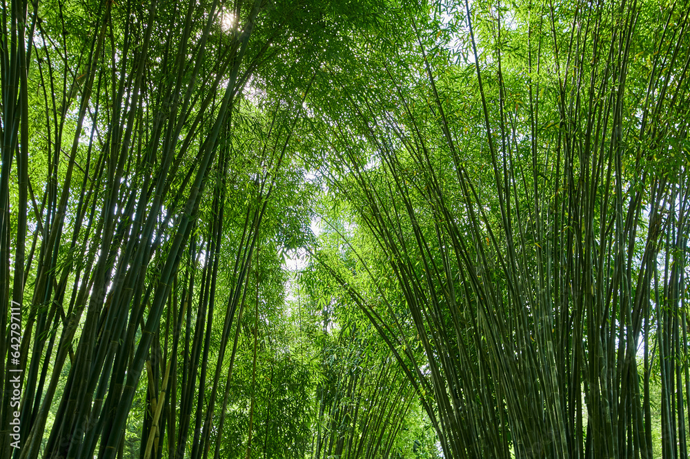 Dense bamboo forest in the park Dense bamboo forest in the park