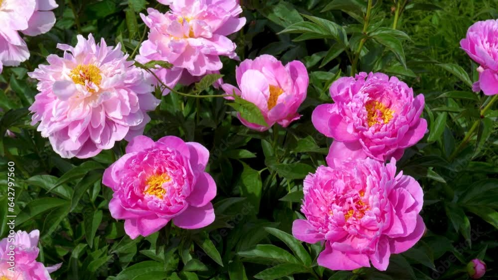 Peony bush blooms with pink flowers in summer in the garden Peony bush blooms with pink flowers in summer in the garden