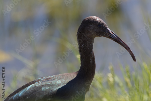 ibis photo