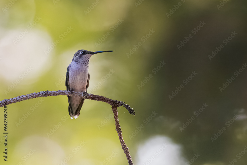 Fototapeta premium Hummingbird