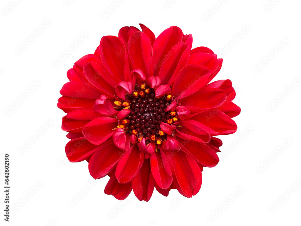 赤いレディダリアアンバの花