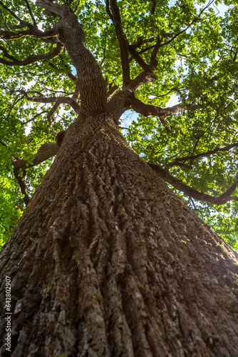 Obraz na plátně Célèbre chêne Charles louis Philippe de la forêt du Tronçais