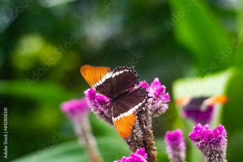 A pretty butterfly known as a rusty tipped page or latin name Siproeta epaphus epaphu floats near a tropical plant