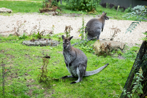 Bennetts wallabies in grassland area of zoo. large marsupial is normally indigenous to Australia, latin name Notamacropus rufogriseus