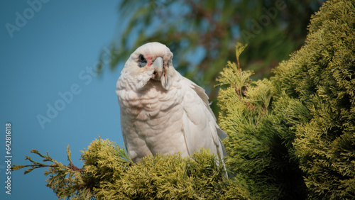 A Little Corella watching proceedings from a tree branch.