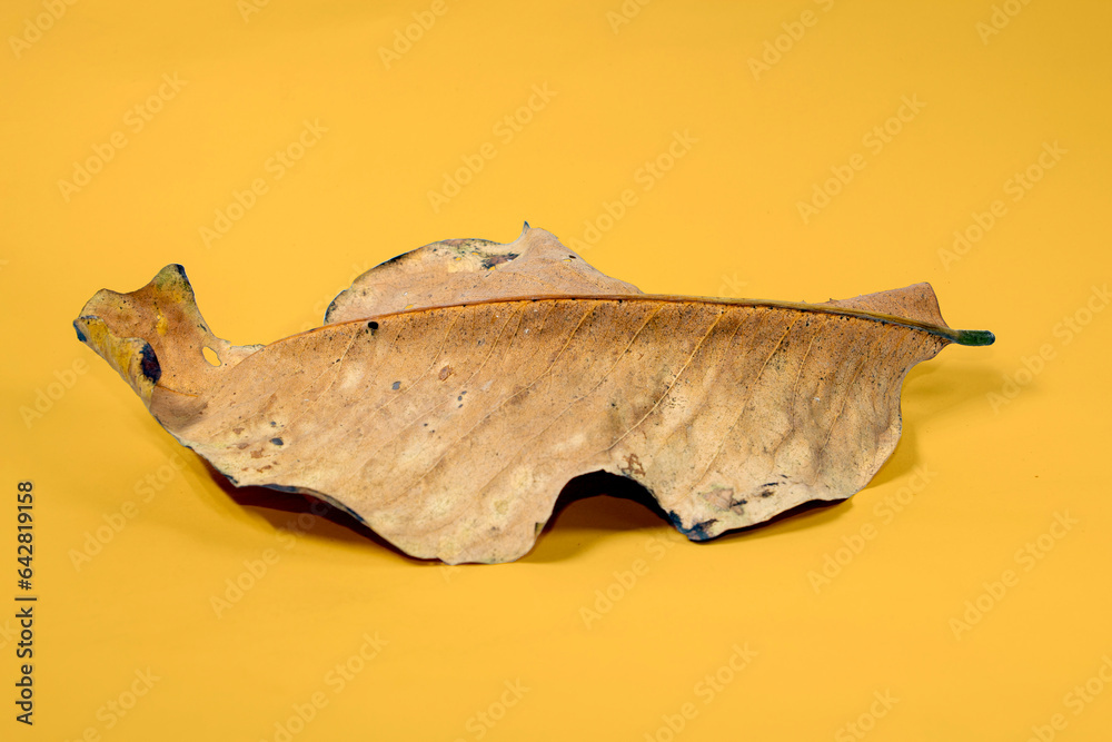 Fototapeta premium Dead Dry leaf isolated on Yellow background autumn leaves