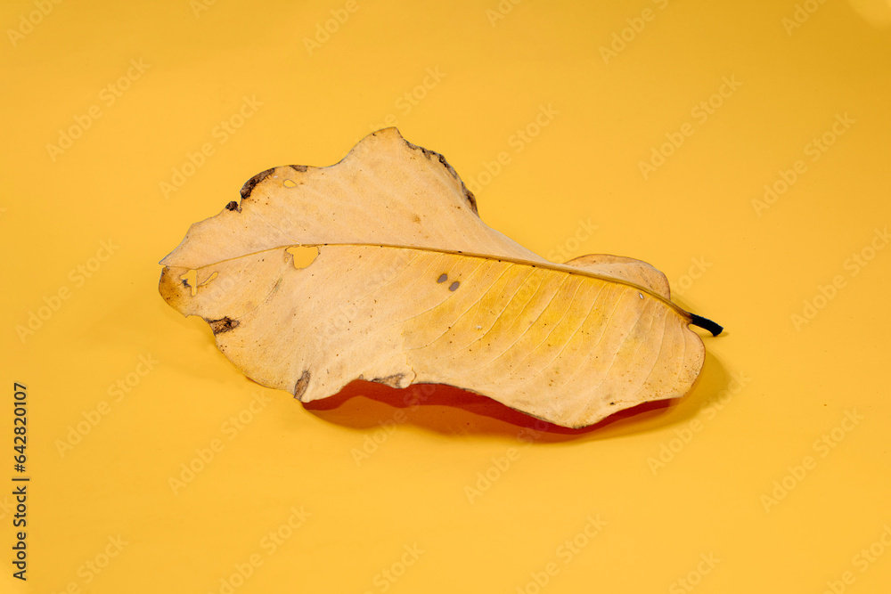 Fototapeta premium Dead Dry leaf isolated on Yellow background autumn leaves
