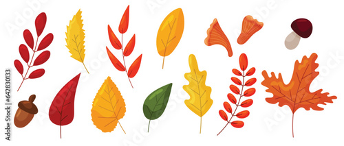 Vector autumn leaves set isolated on white background. Maple, oak, rowan, birch leaves, chanterelles, cep mushrooms flat icons.