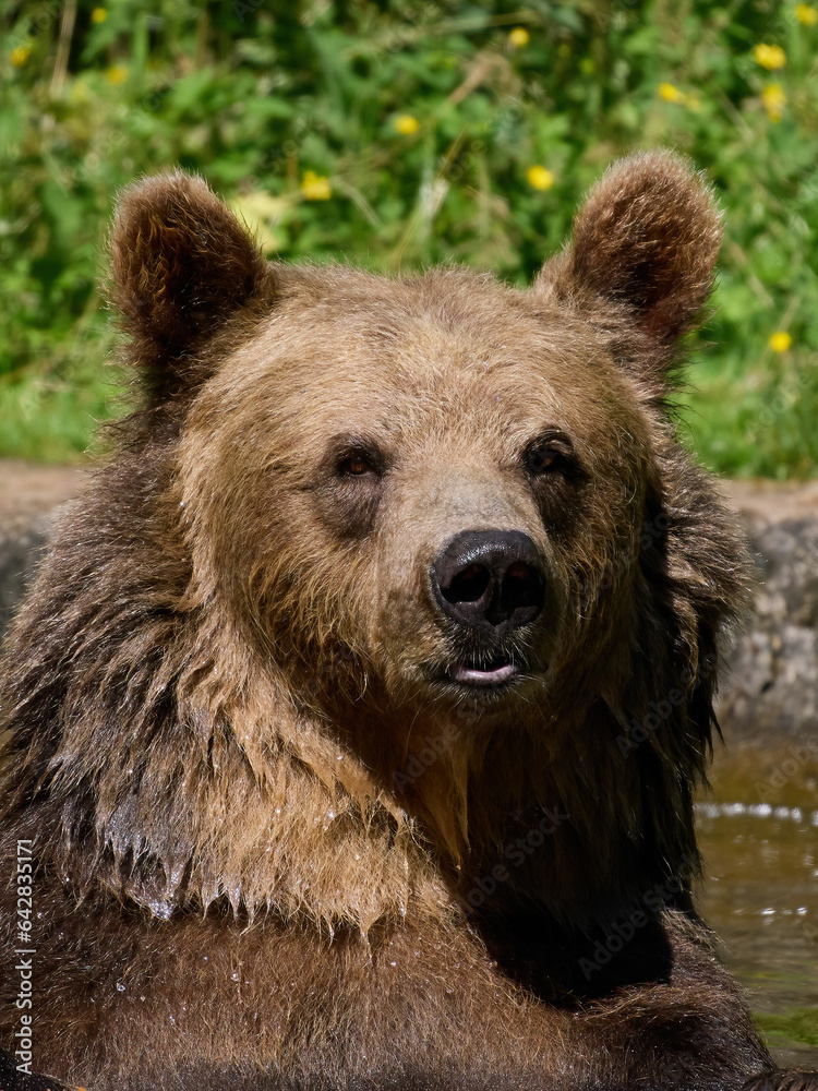 Brown bear (Ursus arctos)