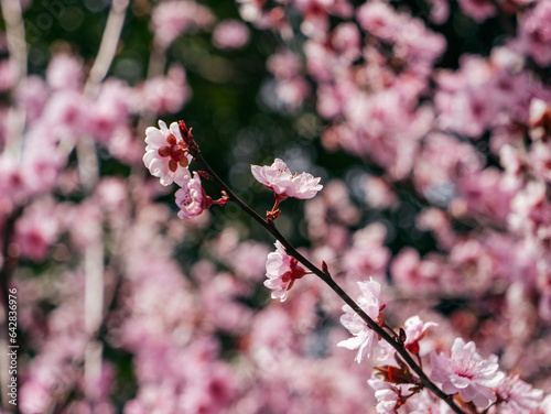 pink cherry blossom