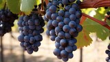 On a single vine, a single bunch of Shiraz grapes