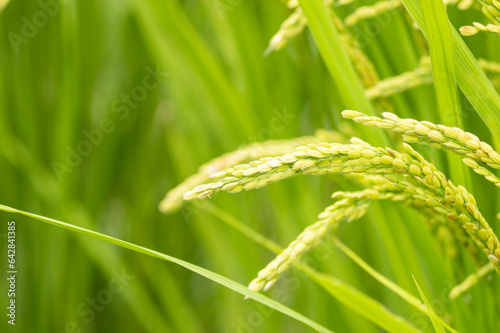 Summer, green rice fields, rice growing well