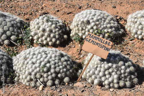 Marrakech, Morocco - Feb 25, 2023: Colourful cactus species growing at the Cactus Thiemann botanical gardens photo