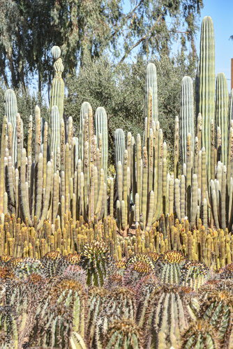 Marrakech, Morocco - Feb 25, 2023: Colourful cactus species growing at the Cactus Thiemann botanical gardens