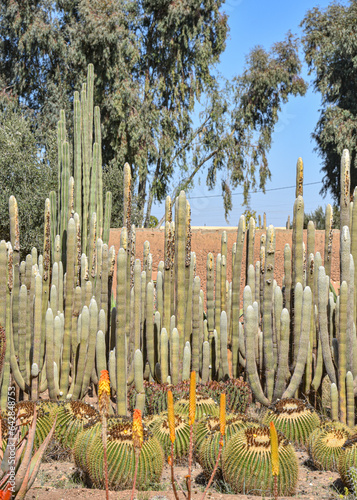 Marrakech, Morocco - Feb 25, 2023: Colourful cactus species growing at the Cactus Thiemann botanical gardens photo