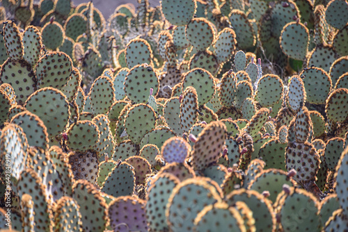 Marrakech, Morocco - Feb 25, 2023: Colourful cactus species growing at the Cactus Thiemann botanical gardens photo