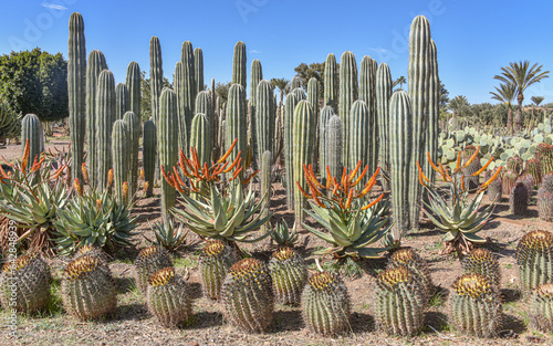 Marrakech, Morocco - Feb 25, 2023: Colourful cactus species growing at the Cactus Thiemann botanical gardens