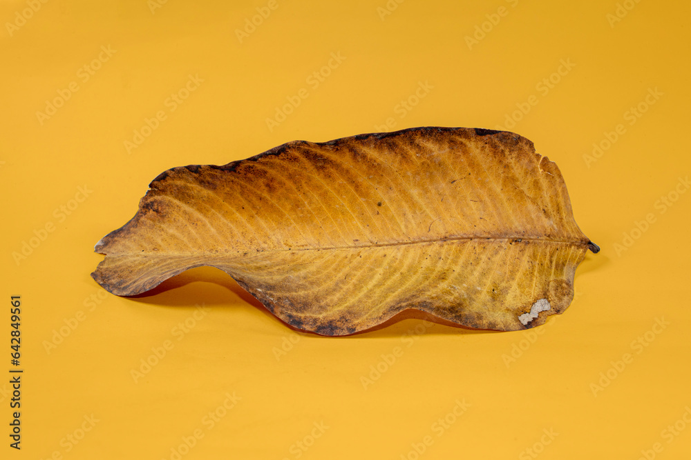 Dead Dry leaf isolated on Yellow background autumn leaves Dead Dry leaf isolated on Yellow background autumn leaves