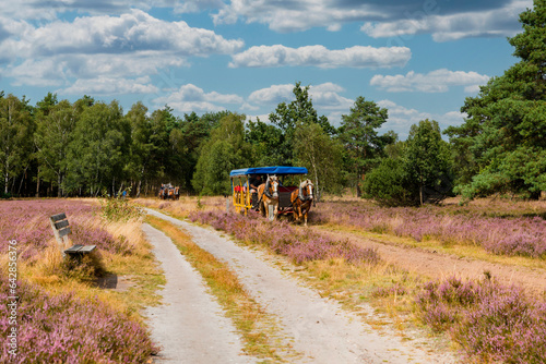 Kutschfahrt durch die Lüneburger Heide, Niedersachsen, Deutschland