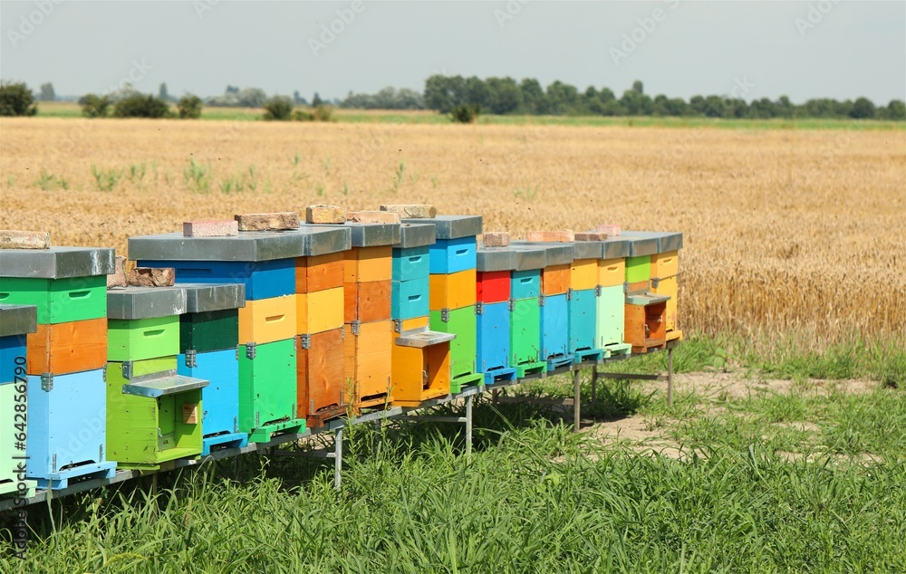 hives with beehives for the production of organic honey and combs hives with beehives for the production of organic honey and combs
