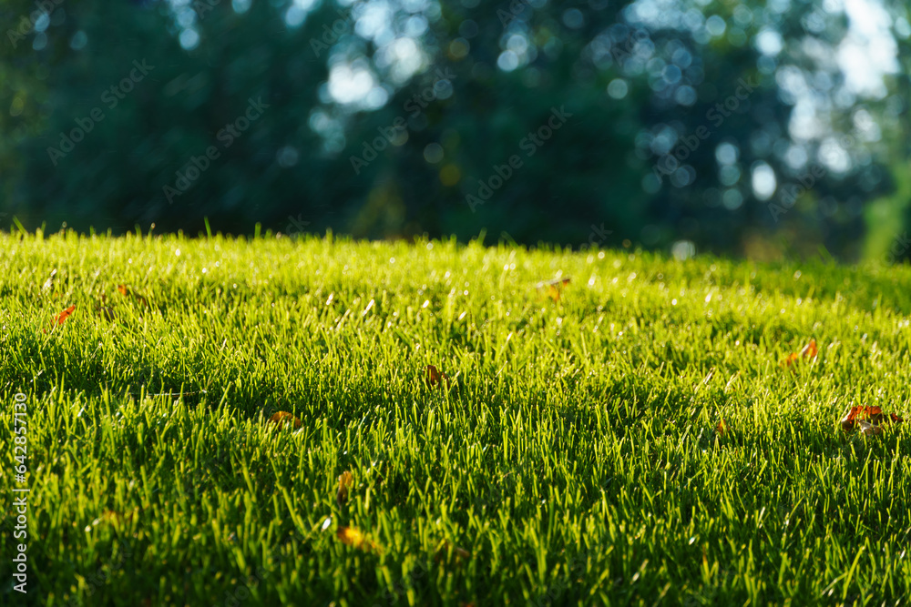 a close view of the lawn in the city park, bright sunlight on the green grass, tree shadows, a beautiful summer landscape
