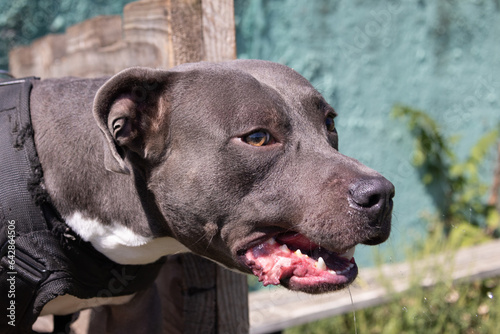 Beautiful angry dog staffordshire bull terrier. Blue american staffordshire terrier amstaff guard snatch criminal clothes. Service dog training Dog bites clothe during angry attack. Evil teeth in grin