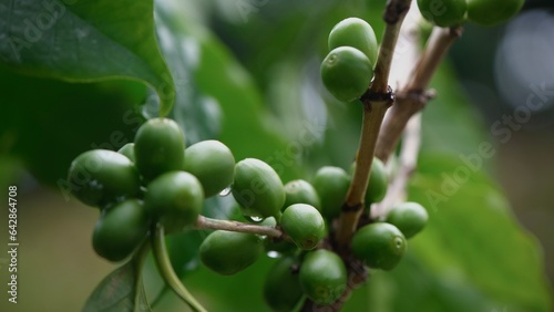 Selective focus branch green coffee bean on  tree. 