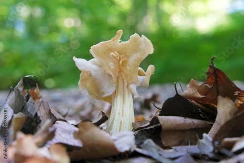 Amazing mushroom Helvella crispa, also known as the white saddle, elfin saddle or common helvel. Often described as an edible mushroom. photo