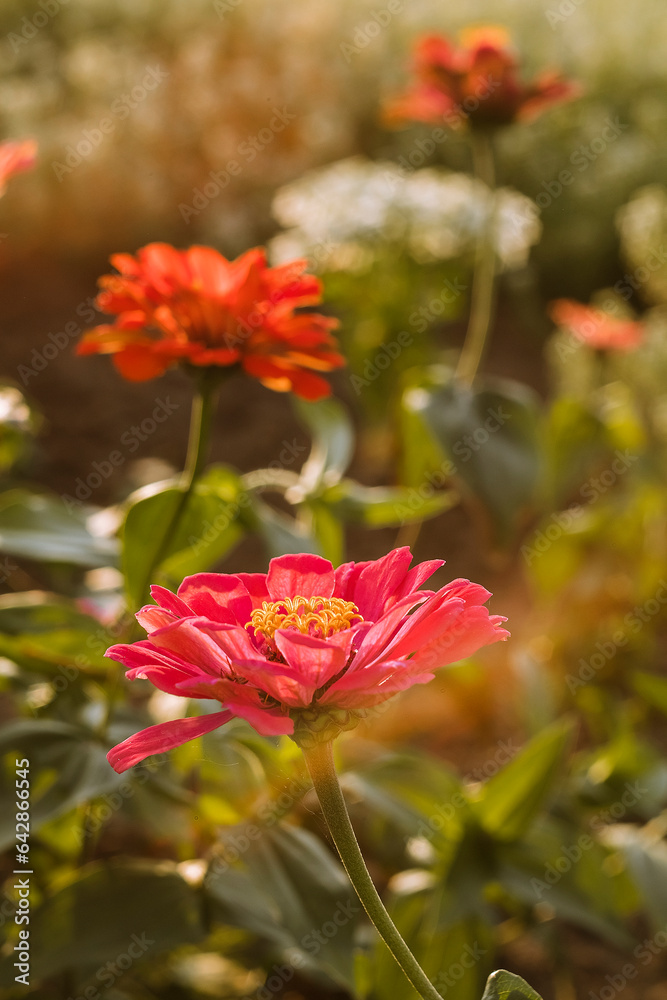 Pink zinnia flower in the garden on a blurred background.