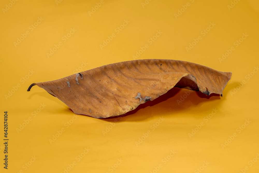Dead Dry leaf isolated on Yellow background autumn leaves Dead Dry leaf isolated on Yellow background autumn leaves