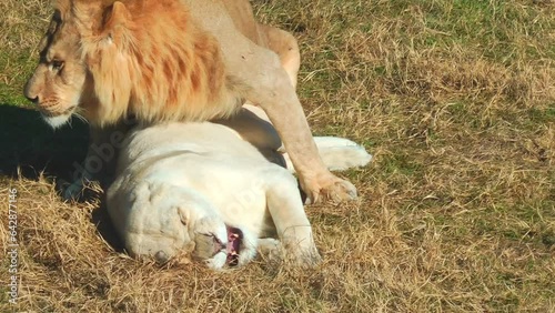 lion in white lioness copulate in the savannah. Life of wild animals in nature.
