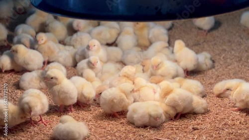 chickens chicks in the chicken nursery farm.