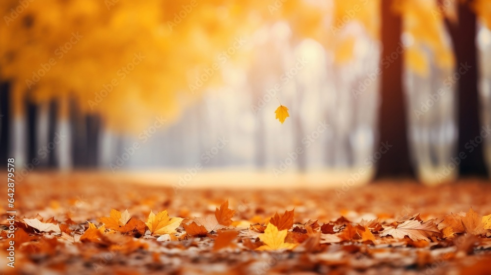 Blurred background and copy space for text, Falling Maple leaves on an autumn sunny day