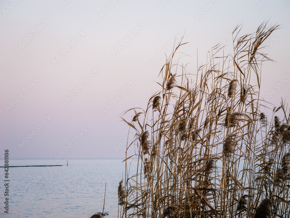 Fototapeta premium reeds on the beach