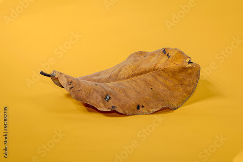 Fototapeta Naklejka Na Ścianę i Meble -  Dead Dry leaf isolated on Yellow background autumn leaves