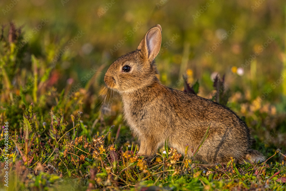 jeunes lapereaux de Lapin de garenne (Lapin commun, Oryctolagus cuniculus) jeunes lapereaux de Lapin de garenne (Lapin commun, Oryctolagus cuniculus)
