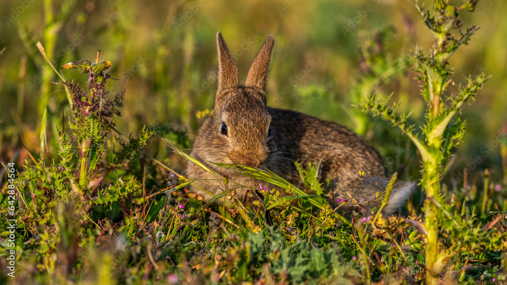  jeunes lapereaux de Lapin de garenne (Lapin commun, Oryctolagus cuniculus)