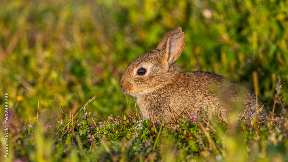 jeunes lapereaux de Lapin de garenne (Lapin commun, Oryctolagus cuniculus) jeunes lapereaux de Lapin de garenne (Lapin commun, Oryctolagus cuniculus)