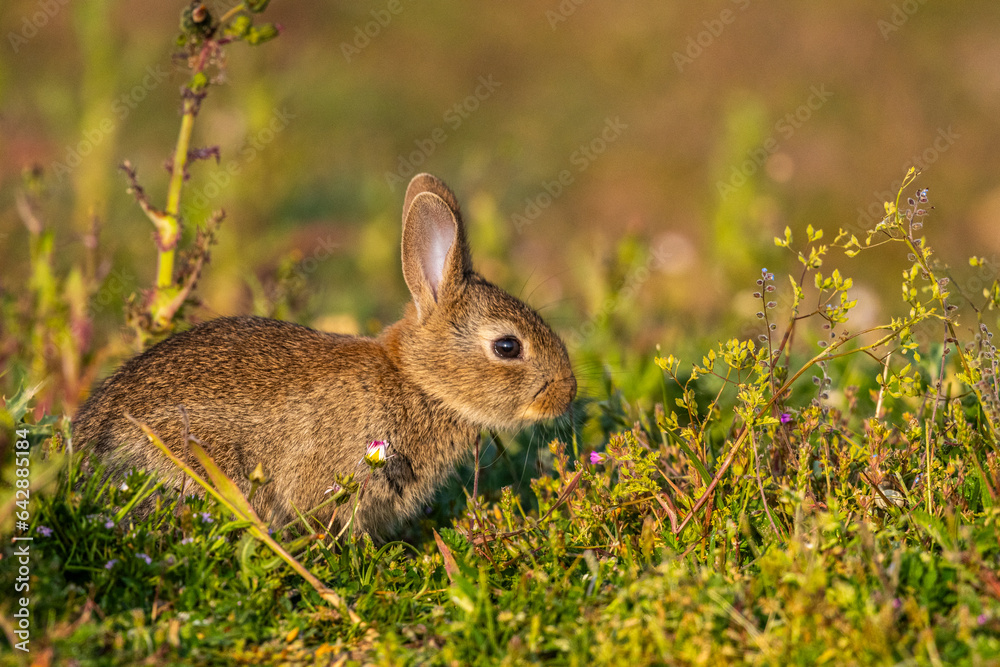 Fototapeta premium jeunes lapereaux de Lapin de garenne (Lapin commun, Oryctolagus cuniculus)