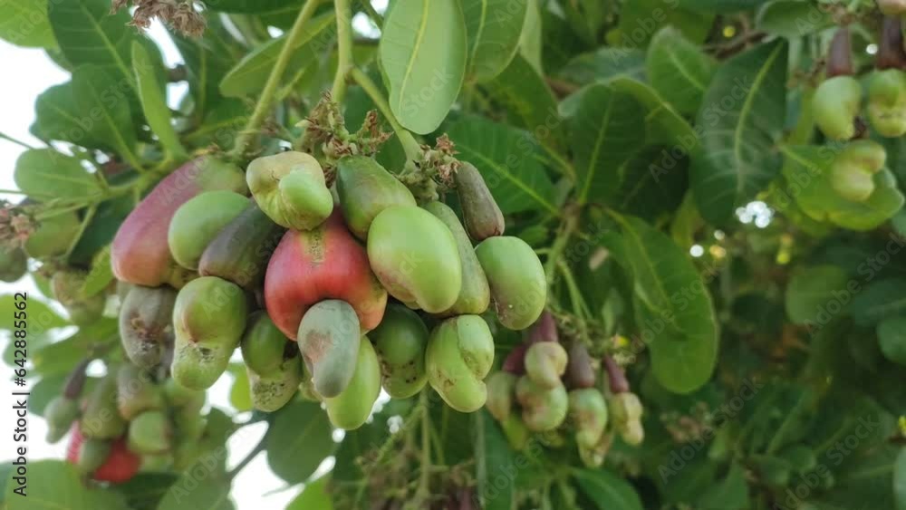 Agriculture. Cashews have a rich nutty flavor, similar to almonds or peanuts. Agriculture. Cashews have a rich nutty flavor, similar to almonds or peanuts.