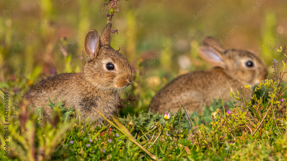 Fototapeta premium jeunes lapereaux de Lapin de garenne (Lapin commun, Oryctolagus cuniculus)