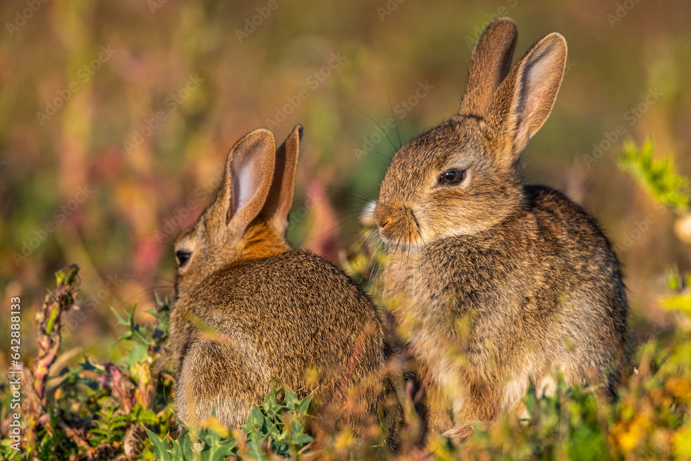 Fototapeta premium jeunes lapereaux de Lapin de garenne (Lapin commun, Oryctolagus cuniculus)