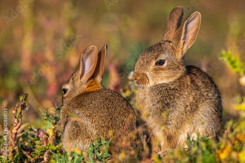  jeunes lapereaux de Lapin de garenne (Lapin commun, Oryctolagus cuniculus)