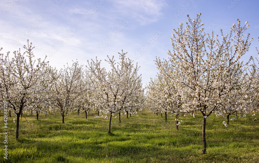 Beautiful blooming orchard at sunset. Beautiful blooming orchard at sunset.