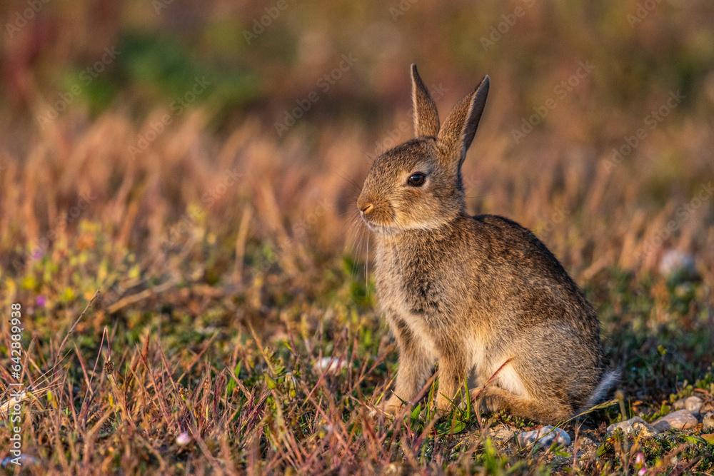 Fototapeta premium jeunes lapereaux de Lapin de garenne (Lapin commun, Oryctolagus cuniculus)