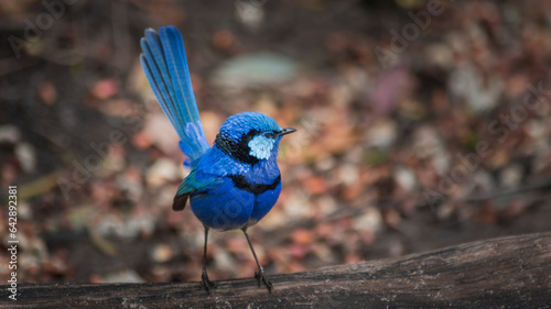 A Splendid Fairy-Wren on the hunt for food.