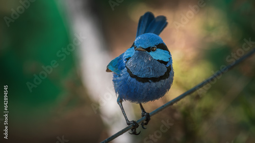 A Splendid Fairy-Wren watching for reaction to his handsome display.