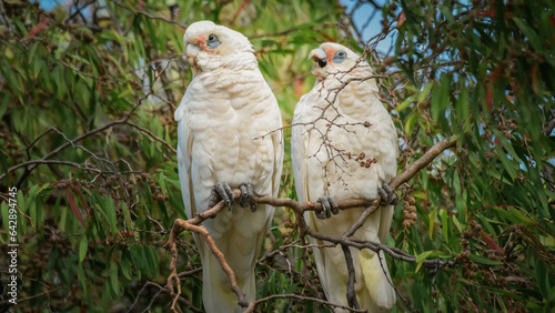 Two Little Corellas - parent trying to ignore junior's  nagging for food. photo