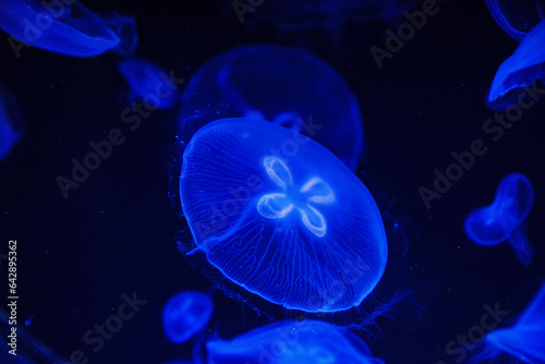 Eared aurelia, or eared jellyfish in the aquarium.  © andrey
